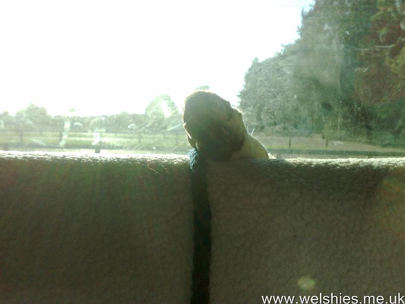 2011-09-08 47.jpg - I'm too tired - talk to the paw!